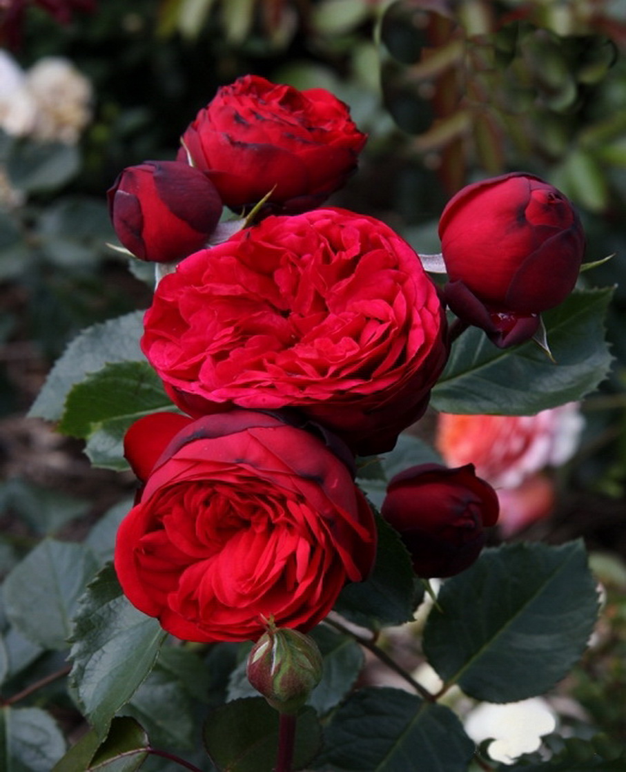 Роза `Пиано`, Rosa `Piano` ® | СадПарад